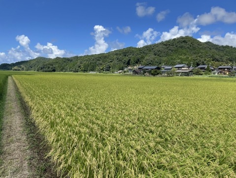 【おまけもち米付】R４年産　新米特別栽培米　京都丹後こしひかり 精白米　約９K