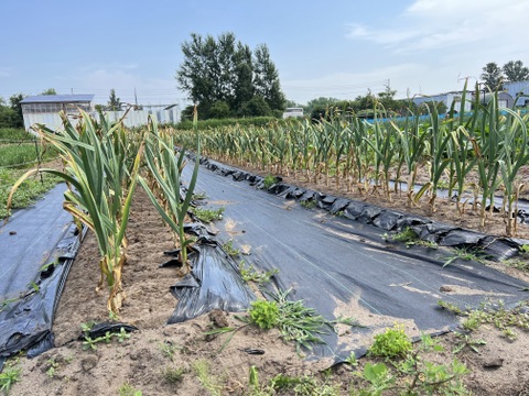 力強い香りと辛味！北海道在来 通称「ピンクにんにく」1kg