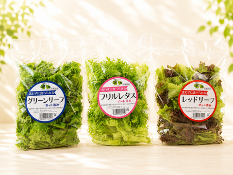 【父の日ギフト】【大容量】贈答用にも！洗わずに食べられるレタス食べ比べ12点セット（1140ｇ）