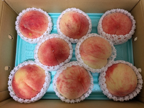 【家庭用】長野県産 “あかつき” 桃 3kg（7〜12玉入り）