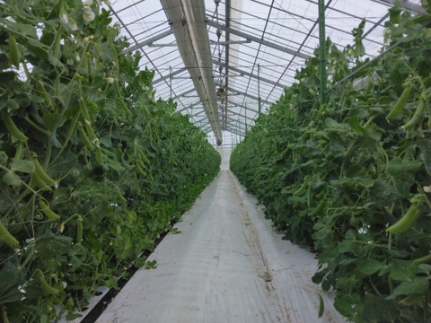 ☆発送開始☆『スナップエンドウ』1Kg