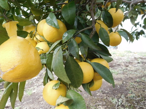 【食べ比べ】🍊『伊豆産』/　ﾆｭｰｻﾏｰｵﾚﾝｼﾞ・黄金柑（おうごんかん）・農（みのり）６号　初夏の味覚３種セット！                   
    ご家庭で・ご贈答に　/　約 2.0㎏