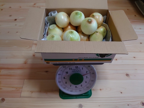 新玉ねぎ早生(2kg)16個〜18個くまモン白色箱60サイズ