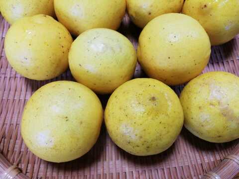 タヒチライム（完熟）１㎏【農薬化学肥料不使用】【あわせ買い可】【熨斗(のし)対応可】