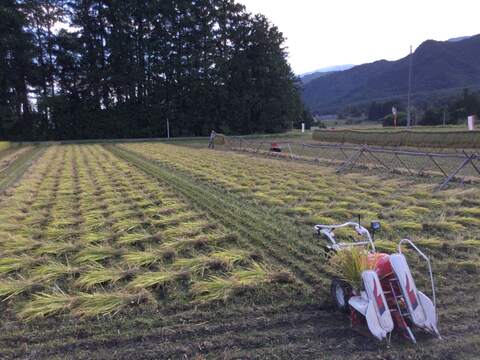 北アルプス山麓で育った自然栽培　天日干し「朝日」玄米3㎏