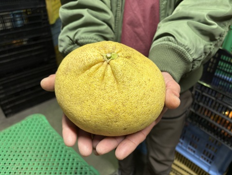 佐賀県太良町産紅まどか/びっくりサイズ！2㎏家庭用（2～4個）