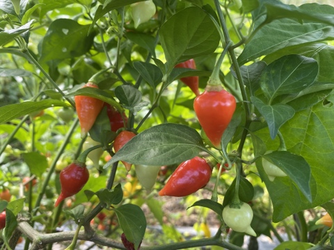 辛い物好き必見‼️ 世界と日本のトウガラシ食べ比べセット　300g程度