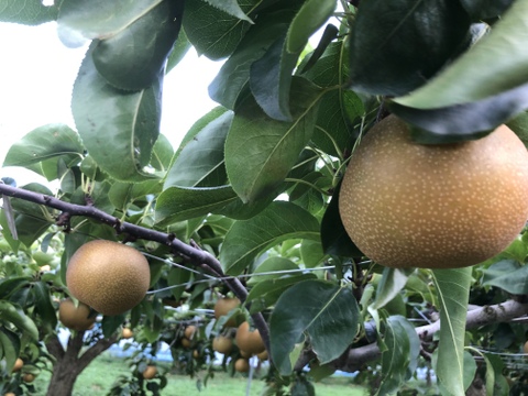 みずみずしさＭＡＸ！　南水梨3Kg（6〜9個）