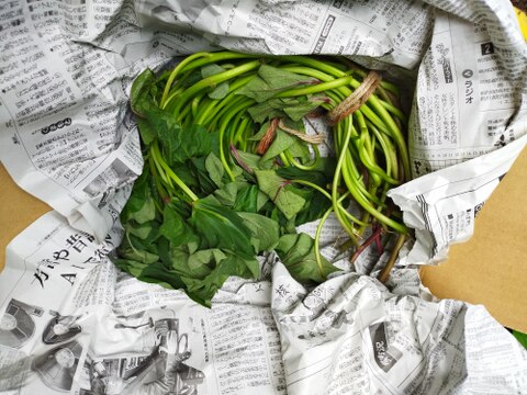 ラストチャンス！さつま芋の苗〈高系14号〉10本【農薬等不使用栽培】