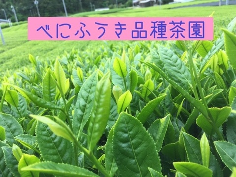 川根茶べにふうき緑茶ティーバッグ１５個入×３袋セット