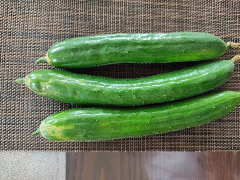 🥒🍆夏の定番コンビ！キュウリ10本＆ナス約600g｜サラダにも炒め物にも｜朝どれ直送｜農薬・化成肥料不使用🥒🍆