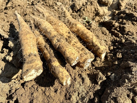 【規格外】【お得用】粘りが強い大和芋 2kg ご家庭用