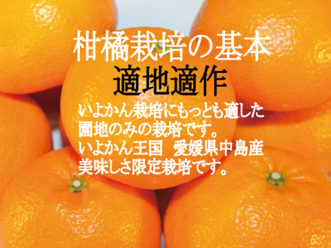 濃厚完熟　蔵出し　愛媛伊予柑　ご家庭用・４ｋｇ
