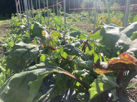 【奇跡の野菜！！】栄養満点スーパーフード、甘くて風味豊かな  ビーツ約1kg