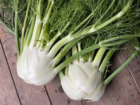 【フィノッキオ】5個セット(4-5kg)農薬・化学肥料不使用