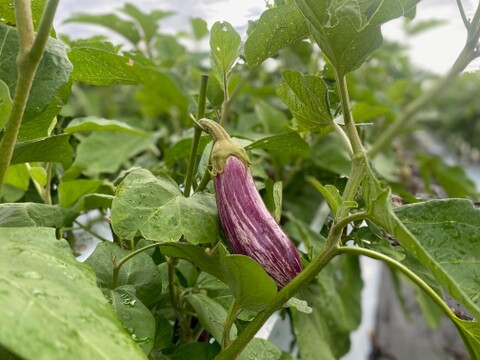 農薬・化学肥料不使用！とろける肉質！ゼブラナス1kg！