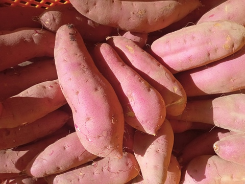 さつまいも（農薬不使用ベニハルカ）大小混合5㎏