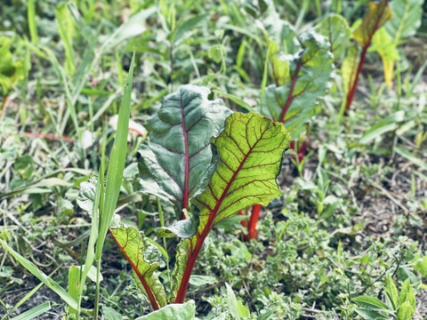 自然農 野菜セット🍀【農薬･肥料･ビニールマルチ不使用／固定種】