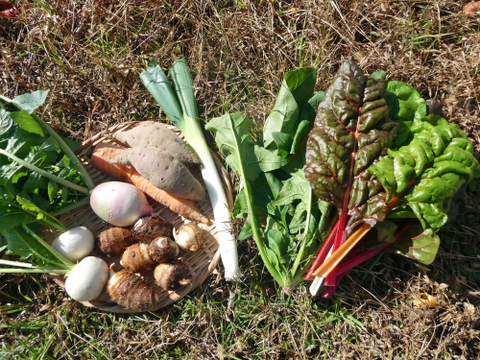 一人暮らしの方に・季節の野菜セット５～７品（Ｓサイズ・1～1.5kg前後）【お試しサイズ】