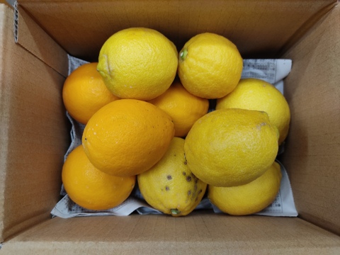 レモン　家庭用２種類　箱込み２キロ
