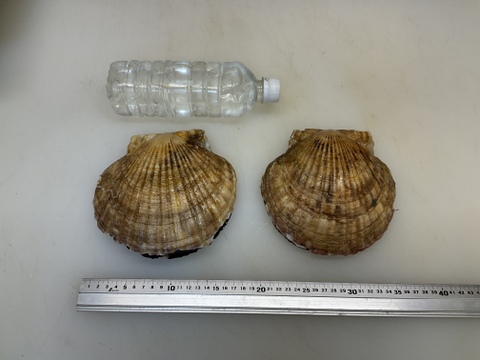 【特大のその上】活ホタテ/殻付き/1個400~500g前後/4枚セット【生】