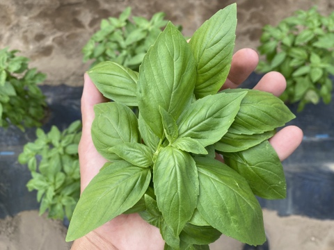 農薬・化学肥料不使用　フレッシュバジル500g