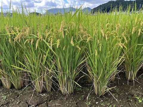 【年末セール】【令和7年新米】自然栽培「ミズホチカラ」玄米　５ｋｇ【冬ギフト】