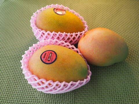 高糖度で濃厚な味の完熟『紀州美浜しおさいマンゴー』3～4玉 1.6kg
