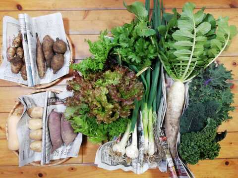 【農薬化学肥料不使用】おまかせ野菜セット【８種類以上の野菜】【金曜日発送】【熨斗(のし)対応可】【８０サイズ箱】