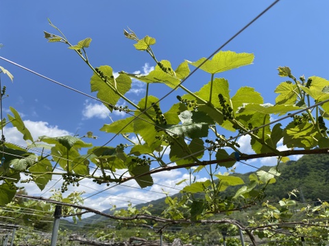 【冬ギフト】ありがとうメッセージと幻のぶどうアジロン100%! 甘やかな香り豊かな赤ワイン【花かげアジロン&メッセージカード】