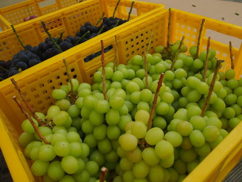 長野県認証/特別栽培相当 シャインマスカット800g（2-3房）（信州の環境にやさしい農産物認証50）