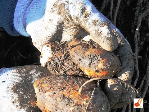 農家直送✅セレベス(赤目芋)の里芋🎁2kg M~LLサイズ(大きめの里芋❗️