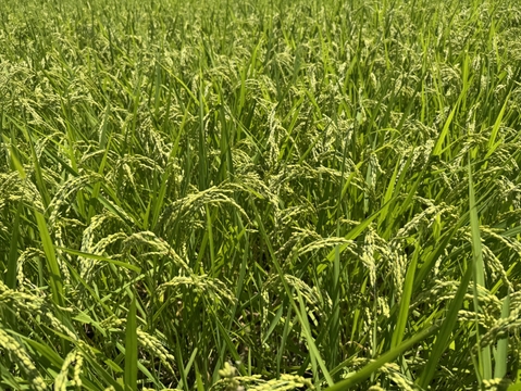 【令和７年新米】名水百選 白州の水で育った美味しい米「こしひかり」5Kg（白米）