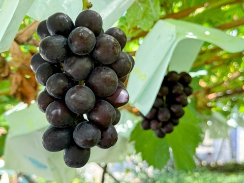 希少品種！富士の輝１房＋シャインマスカット１房
発送予定：9月12日～9月18日