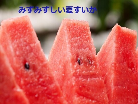 予約受付】甘～い尾花沢大玉夏すいか L x1玉 (羅王ザ