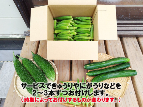 鹿児島産おくら 1kg （きゅうりやにがうりなどをサービスでお付け致します。）