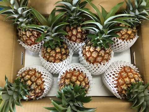 独自栽培！桃のような甘い香り！完熟ミニピーチパイン『沖縄県西表島パイナップル』３ｋｇ（６～８個）