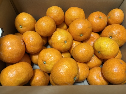 【12月よりお届け】完熟早生ミカン 5㎏。サイズ混合。