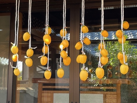 【干し柿用枝付き西条柿】農薬・肥料不使用、自然栽培の渋柿。自然な甘さの西条柿。干し柿に。完熟でそのまま食べても美味。大小不揃い。約１．７キロ（枝付き・干し柿専用紐付き）