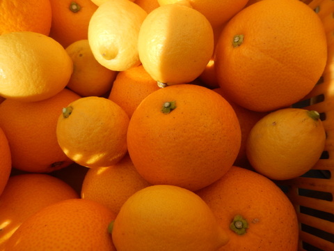 柑橘2種セット　今旬のはっさく、レモン5個、合計5kg