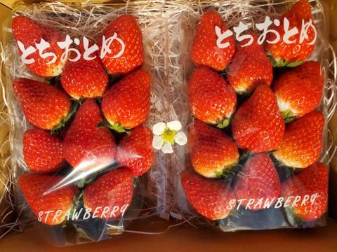 朝摘みフレッシュ！とちおとめ【２パック】