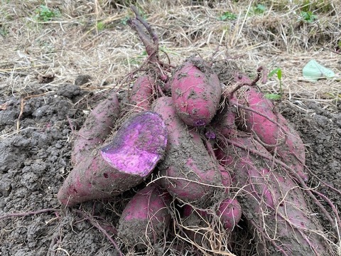 農薬・除草剤・化学肥料不使用 サツマイモ 紫いも 3kg 石川県産 さつまいも