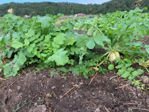 奥出雲産自然栽培源助だいこん(1.5kg)