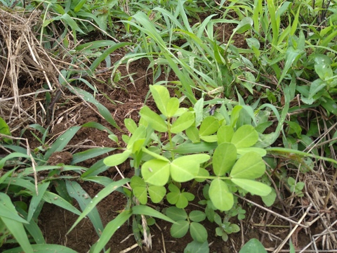 茹でておいしい。味のよい半立系の生落花生です。自然栽培の生落花生１kg　化学肥料・動物由来の肥料、農薬も除草剤も不使用です。
ちょっと小粒です。泥付きなので、洗ってから調理を！
