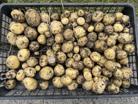 新じゃがいも　大阪府エコ農産物　農薬・化学肥料不使用認定　キタアカリ　箱込み8kg