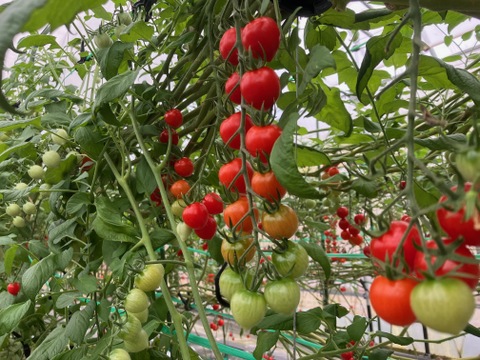 訳あり　「恋ベリー」を贅沢に使った濃厚パスタソース　300ｇ×3