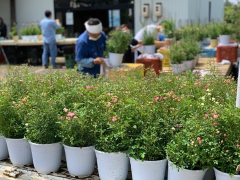 母に日の特別な贈り物　100輪の蕾付き　ミニバラ特大鉢