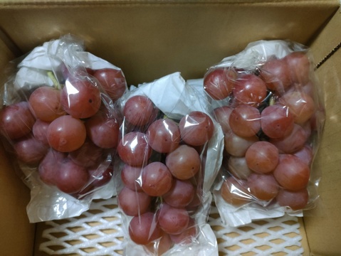 最終販売🍇【家庭用】 王妃クイーンニーナ 3-6房