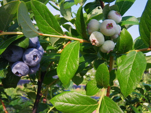 ご自身で楽しく育て・美味しく食べる♪　『鉢植えブルーベリー の木』４年～５年木（１鉢）　母の日ギフト