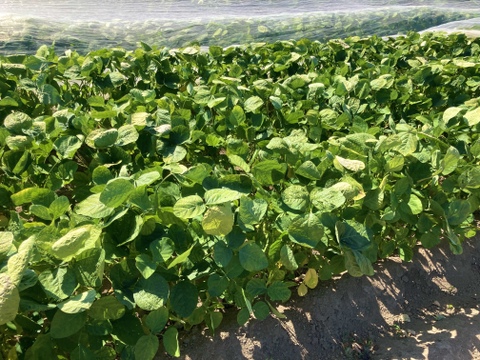 朝採れ直送！香りにもこだわった濃厚秋採れ枝豆 300g×4p